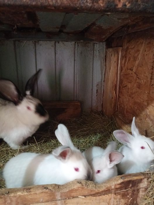 Vând pui de iepuri vii de Paște, preț 55 lei/buc.,negociabil.Tel.07701