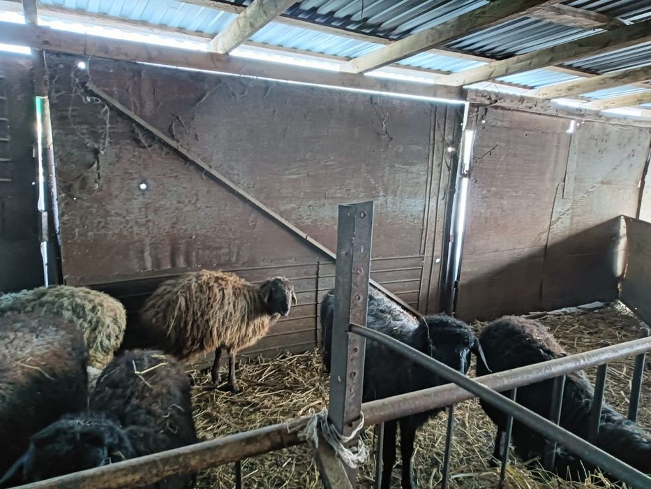 Продам баран 14 голов