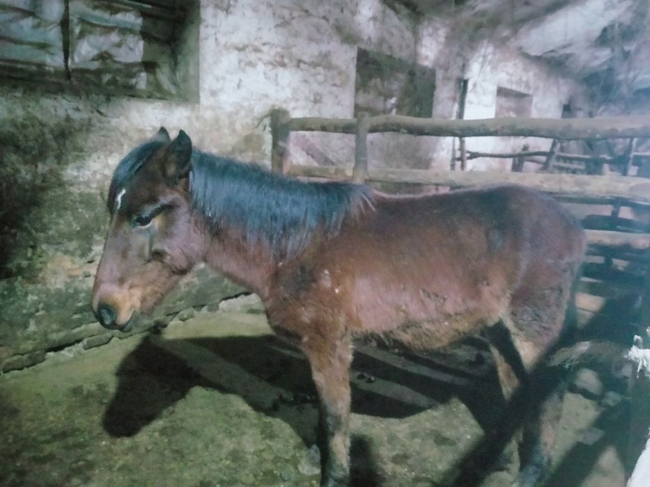 Жылқы  тай  сатылады