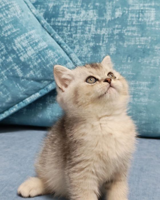 Шикарный крупный мальчишка от правильной вязки