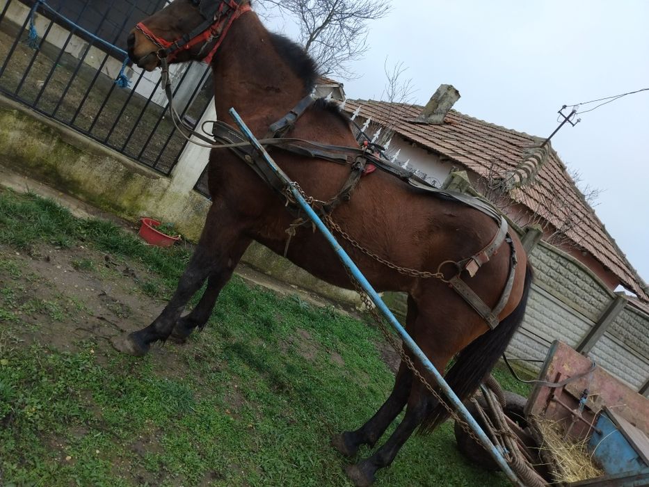 Iapa de vanzare se probeaza