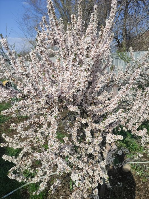 Растения для сада многолетние