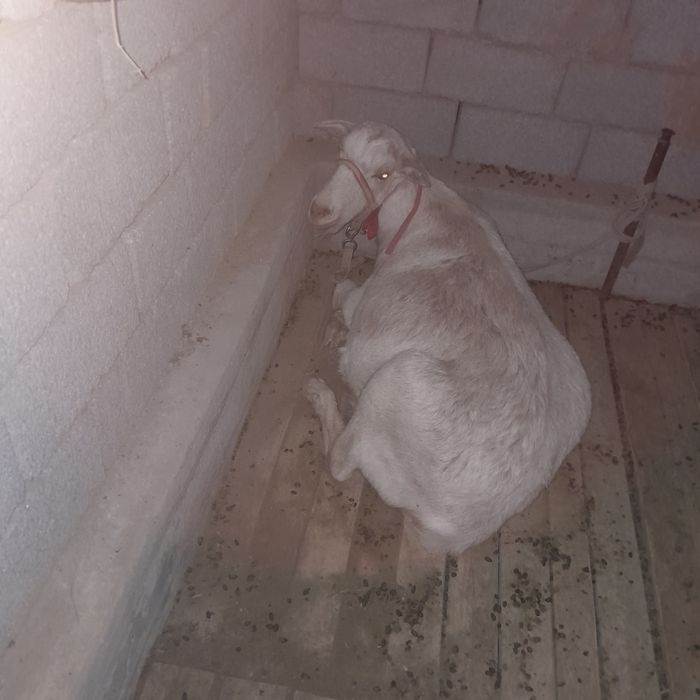 Буаз ешкі екеуі бірге сатылады