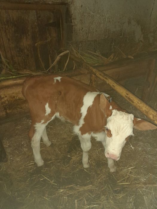 Vind vitel baltata romineasca de doua saptamini .se afla in Poietari la nr.23. Puteti contacta la nr.0756513254.