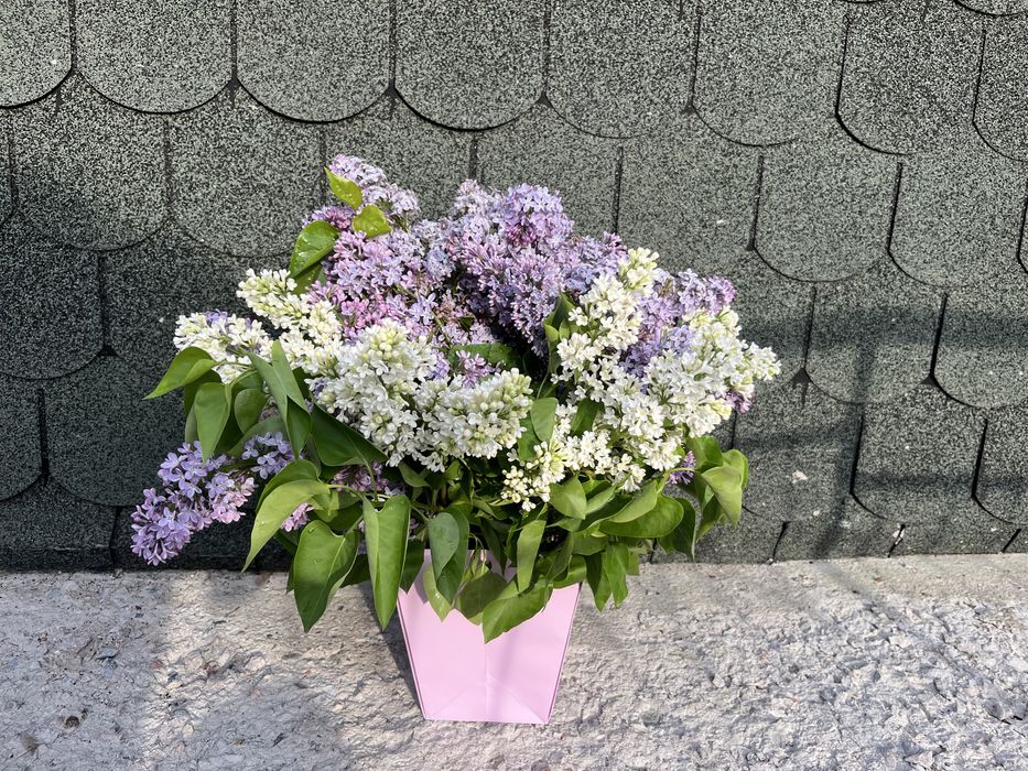 Апрельская сирень