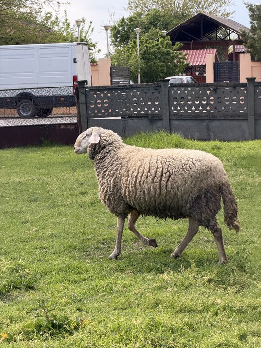 Vand oaie si berbec bergamasca!