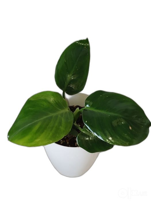 Feladendron Green Prinses