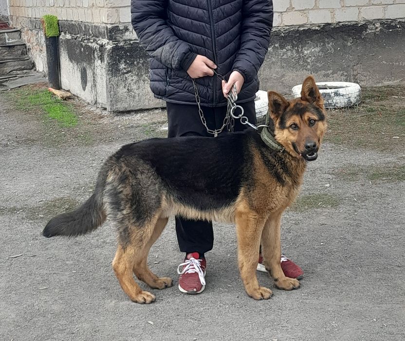 Немецкая овчарка