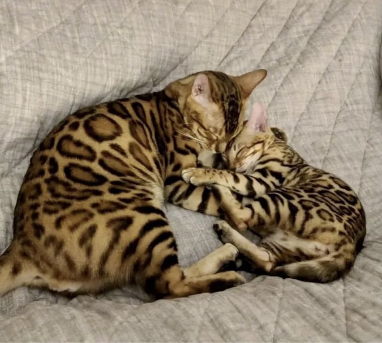 Продается Красивые бенгалы