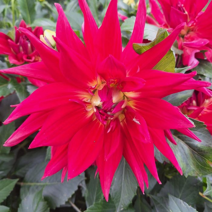 Продам семена георгин