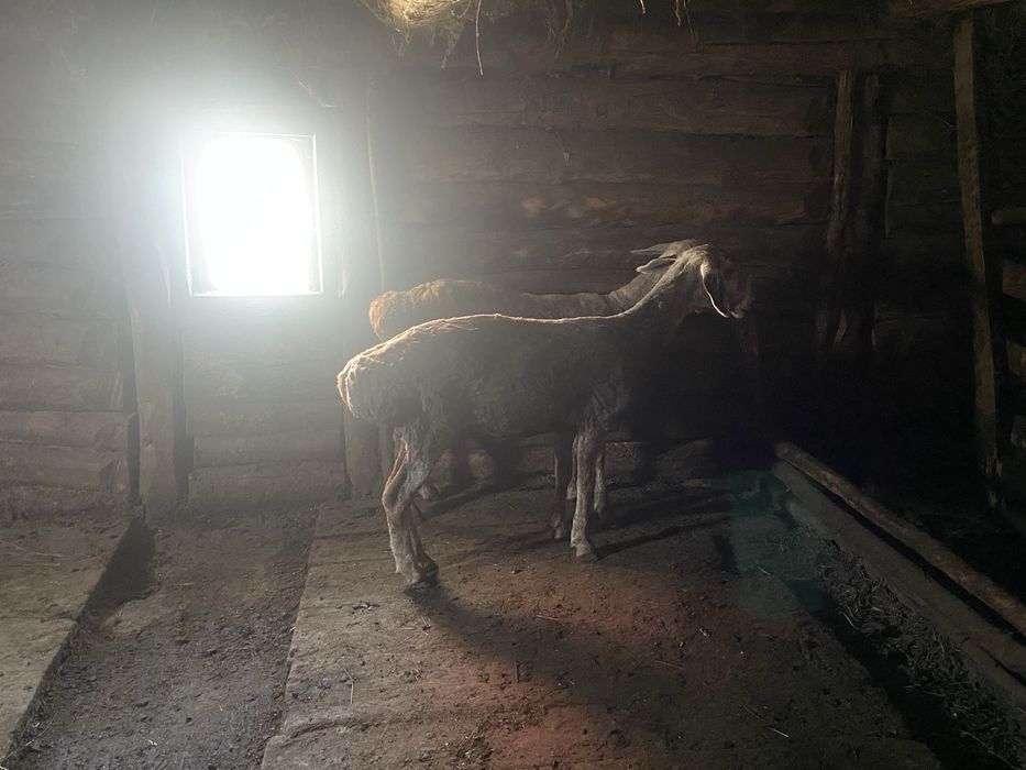 Тоқтылар сатам екі бас