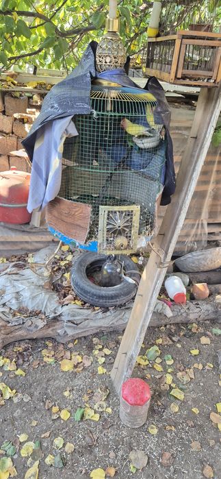 Qushlar sotilat 4 dona