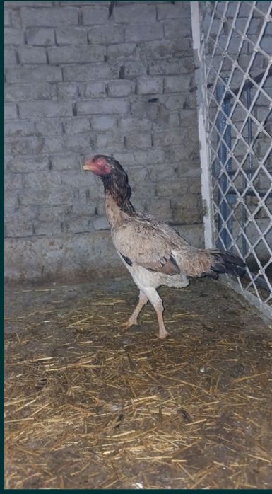 Dakang makyon sotiladi