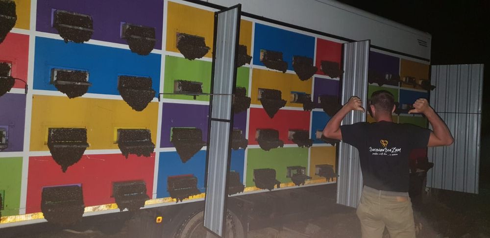 Matci carnica împerecheate in controlat in zona izolata de munte