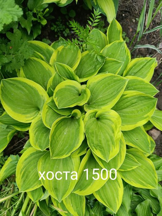 Продам цветы многолетний