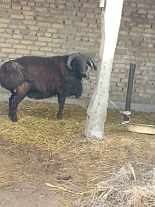 Qõchqor sotiladi 12 milyon