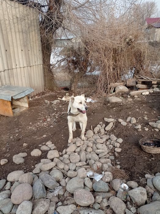 Ұрғашы . Сучка 7 айлық