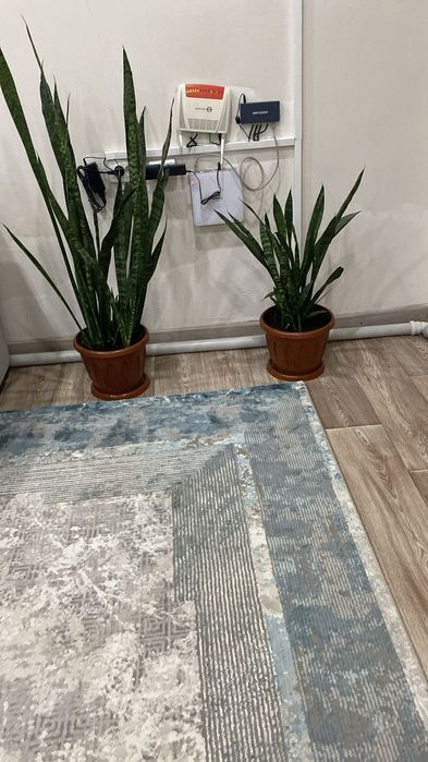 Сансеверия гүлі үй гулері.Күтім кәжет етпейтін гул.Тез арада сату кере