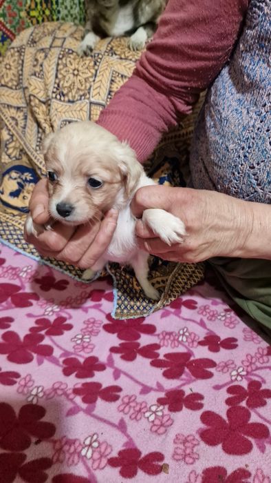 Pechinez pui alb si tigrat