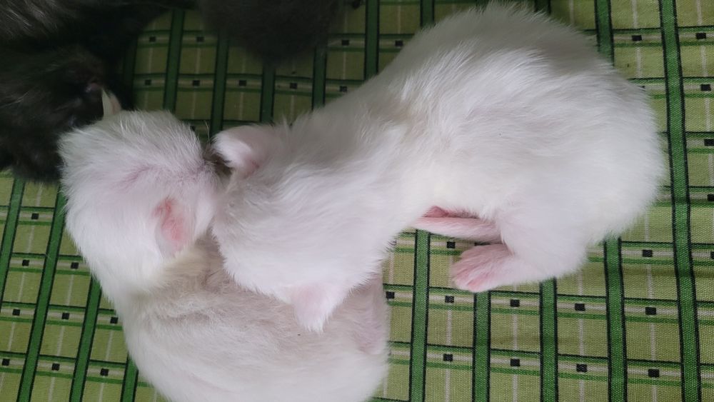 Котята шотландские вислоухие