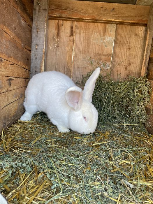 Vand mascul urias german alb