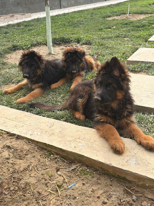 Предлогаются щенки немецкой овчарки.