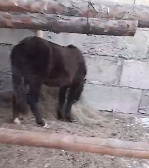 Жемде тұрған тай-құнан сатылады