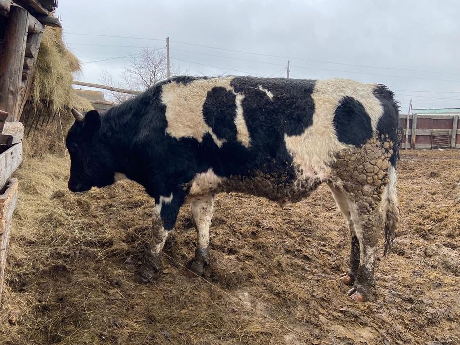 Продам бычков 1 год