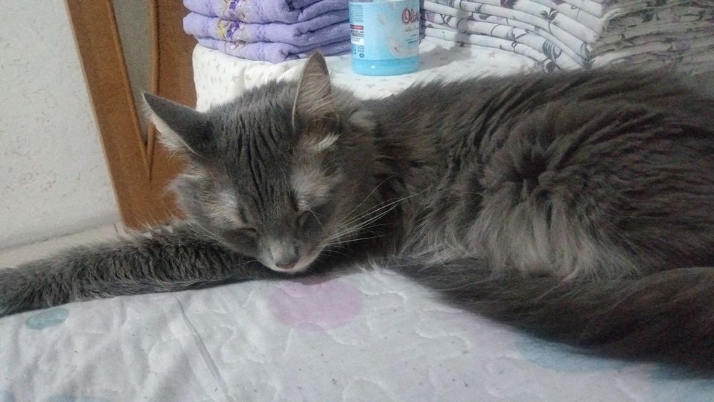 Кошка в добрые руки