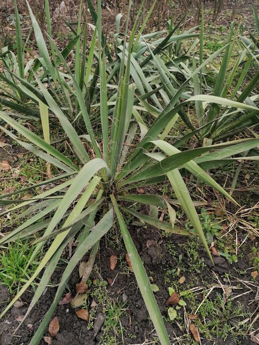 Yucca de grădină