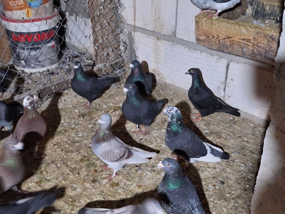 Vând porumbei voiajori maturi și tineri