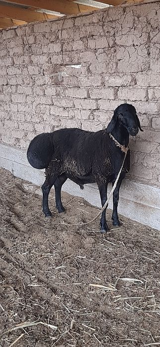 Хисори кучкор сотилади. Насилга