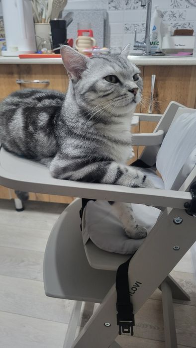 Вязка Шотландского скоттиш страйт