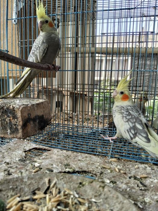 Продам молодых попугаев корелла