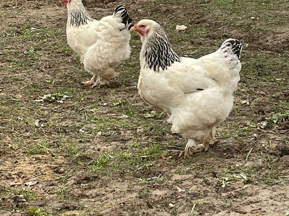 Брама жұмыртқасы