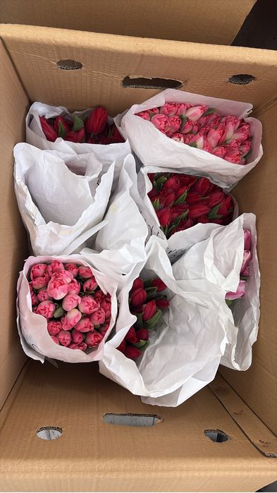 Продам тюльпаны 300тг 550 штук