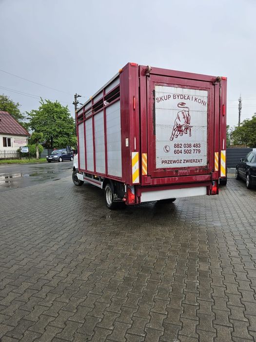 Transport Animale Vii