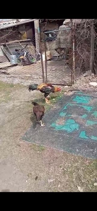 Дакан, шпарист. Хорош.