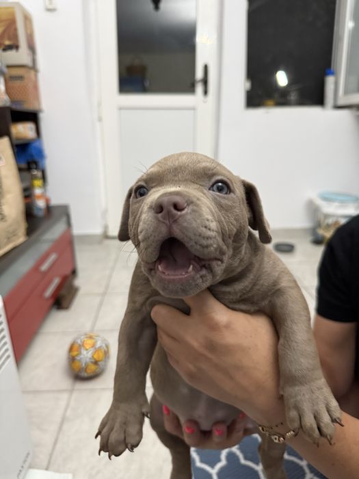 Pui American Bully