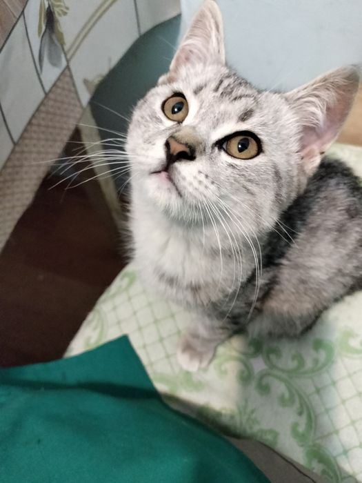 Скоттиш Страйт породистый