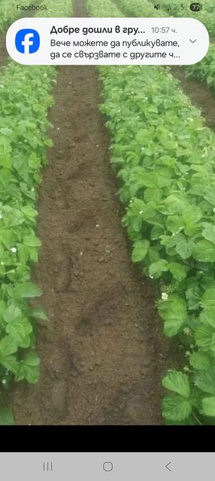 Пподавам расат ягоди и малини