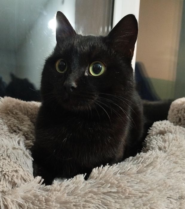 Ласковый Кот Уголёк ищет дом!