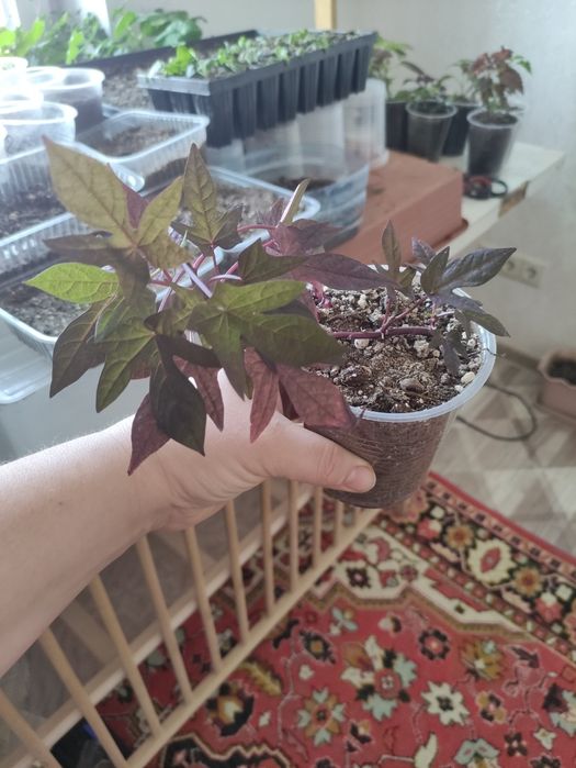 Ипомея "Батат" продам