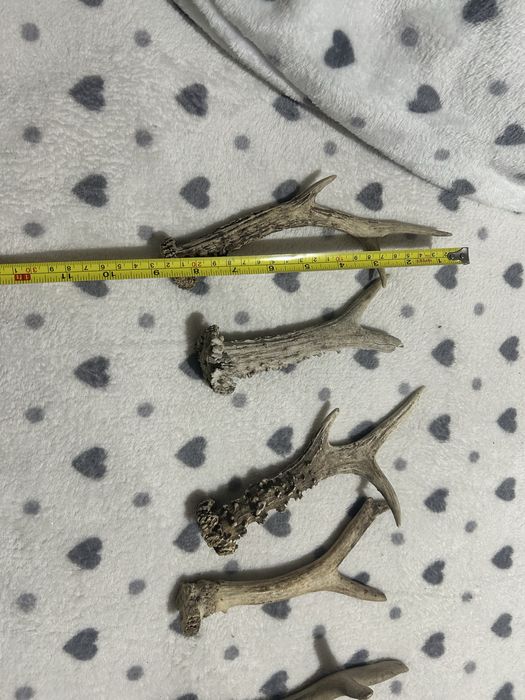 Coarne de cerb 20 cm