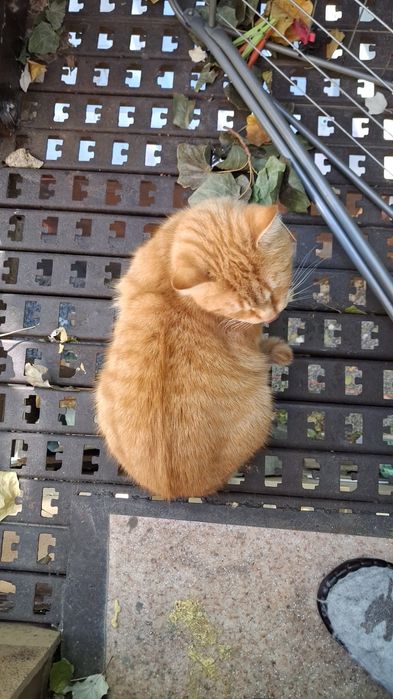 Отдадим домашнего кота в добрые руки. Астана