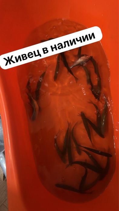 Чебак живец с реки Тобол