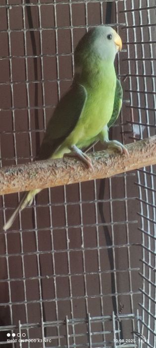 Сливоголовый попугай 5 мес