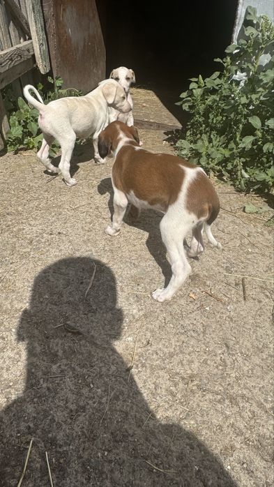 Кушиктер сатлады