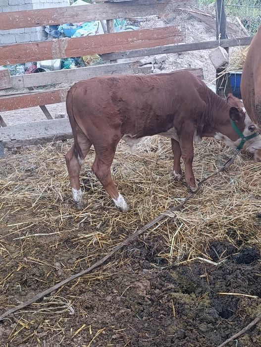 Simental buqacha sotiladi narxi 22 mln xayri bor kelishiladi t