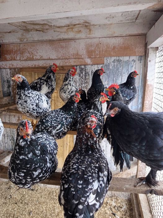 Vând oua pt incubat